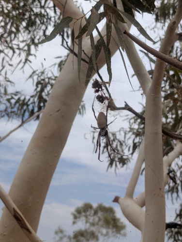 Australian Golden Orbweaver