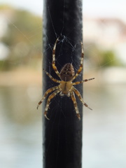 Araneus diadematus