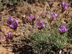 Astragalus temirensis
