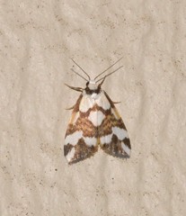 Thallarcha staurocola