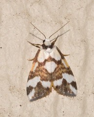 Thallarcha staurocola