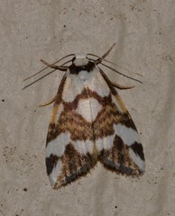 Thallarcha staurocola