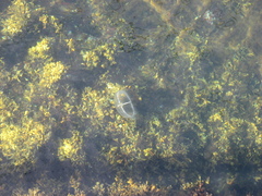 Staurostoma mertensii