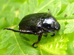 Popillia flavosellata