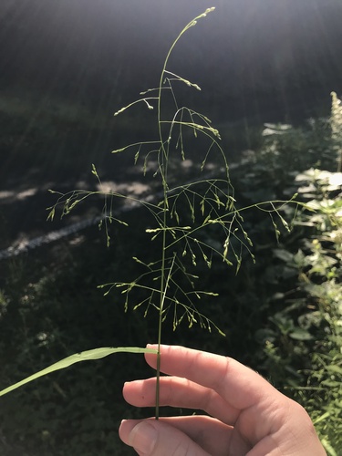 Panicum bisulcatum