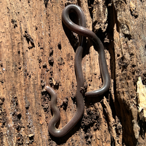 Blackish Blind Snake sighting