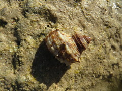 Turbo radiatus