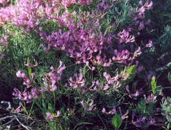 Astragalus temirensis