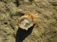Turbo radiatus