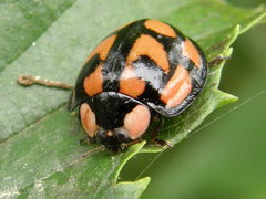 Aiolocaria hexaspilota