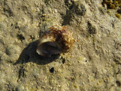 Turbo radiatus