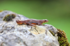 Ichthyosaura alpestris alpestris
