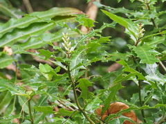 Acanthus ilicifolius