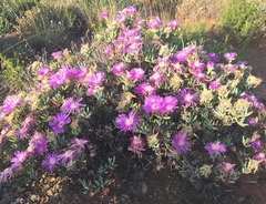 Lampranthus haworthii