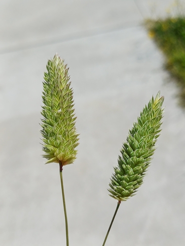 Phalaris minor iNat (1)