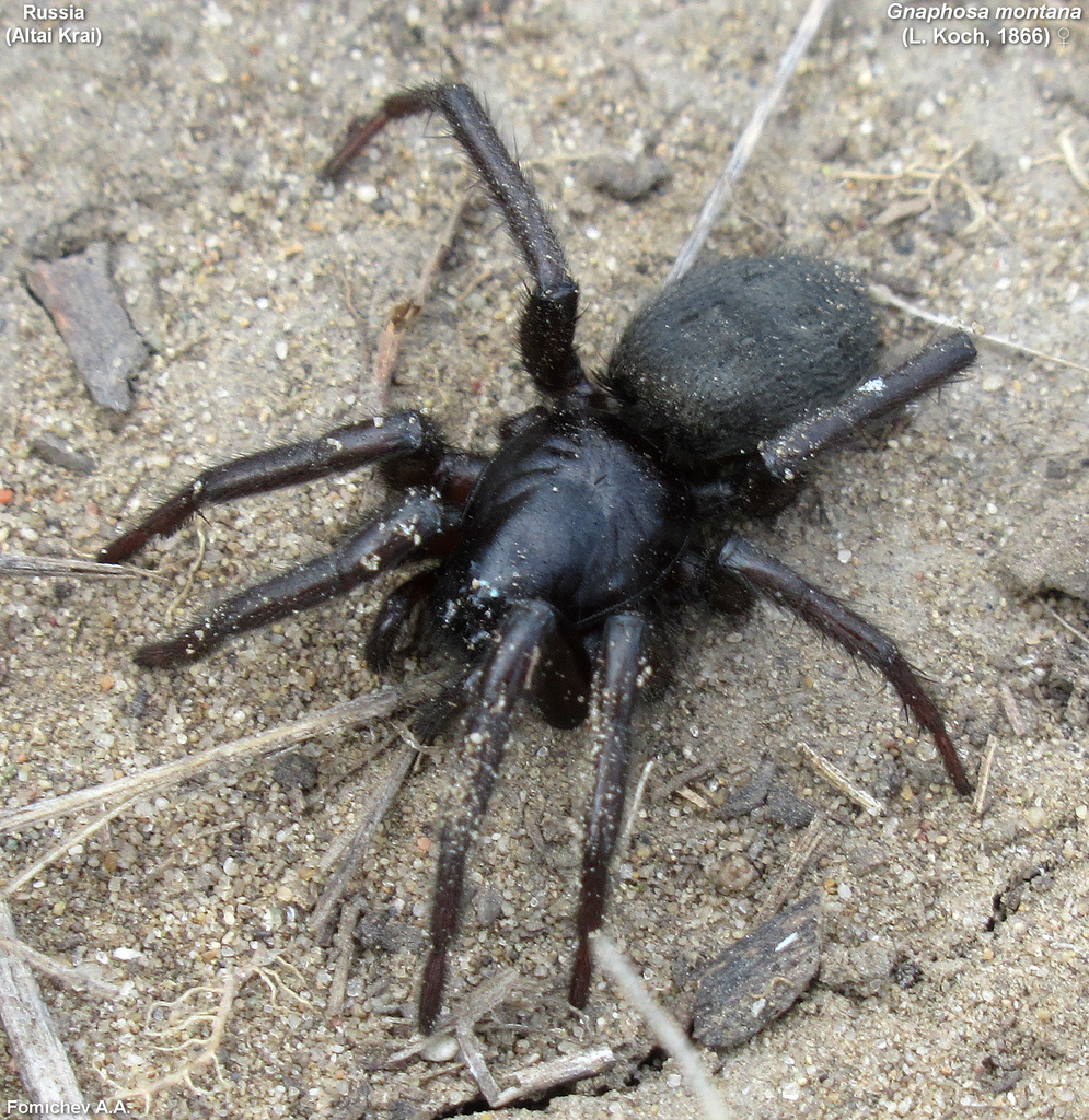 Gnaphosa montana