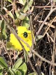 Xylocopa bombylans