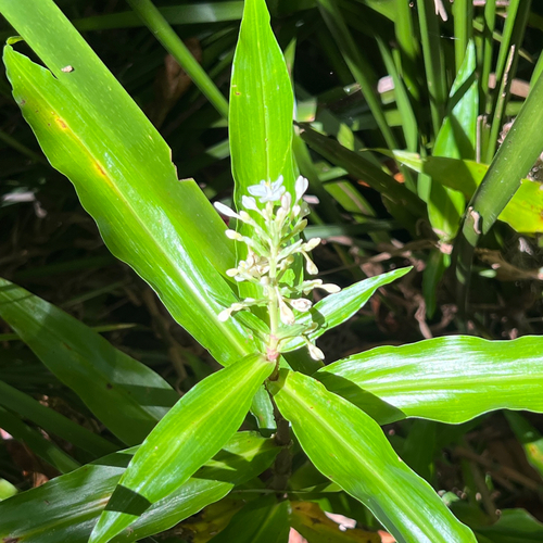 Pollia crispata (Pollia crispata)