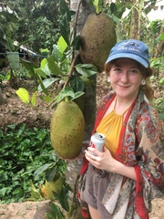 Artocarpus heterophyllus