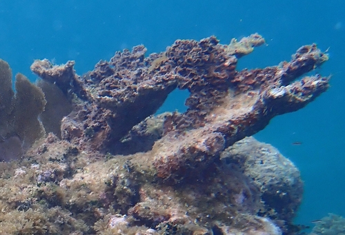 Elkhorn Coral