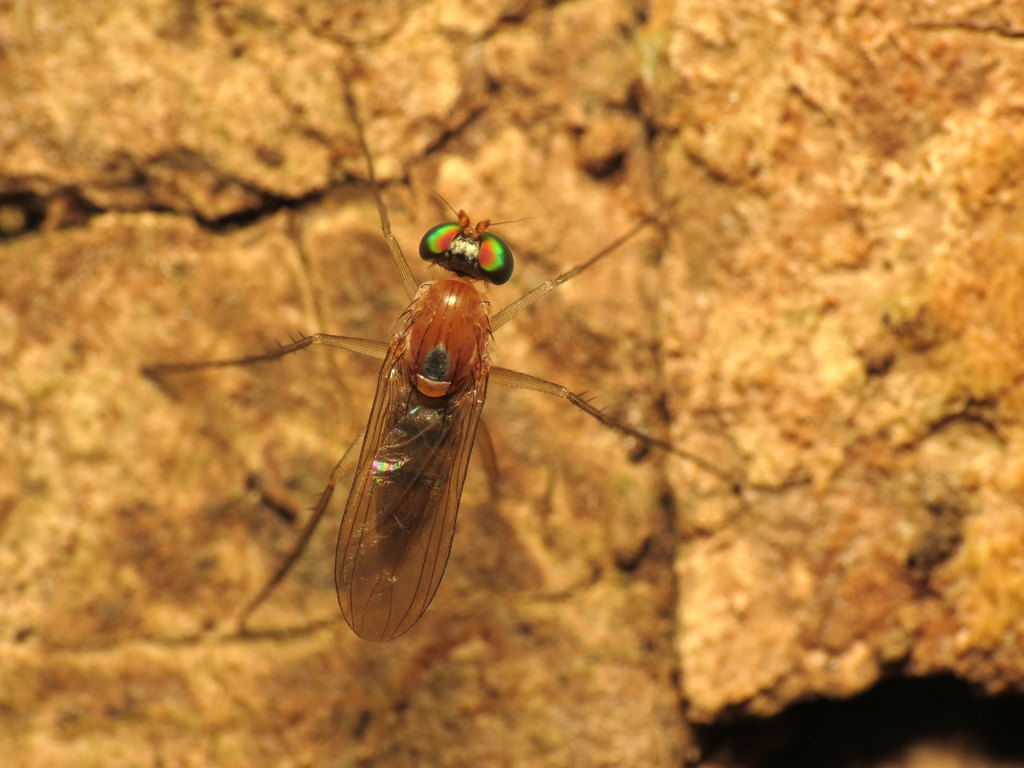 Neurigona dimidiata