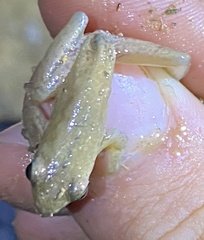 Litoria adelaidensis