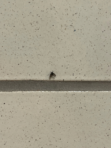 Unknown species found near Ross St, College Station, TX, US