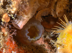 Ascidiella aspersa