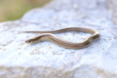 Chalcides chalcides