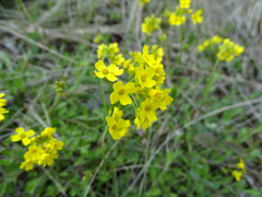 Draba sibirica