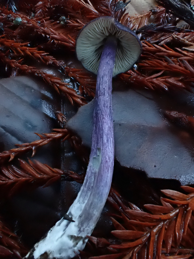 Entoloma pigmentosipes