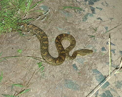 Coastal Carpet Python sighting