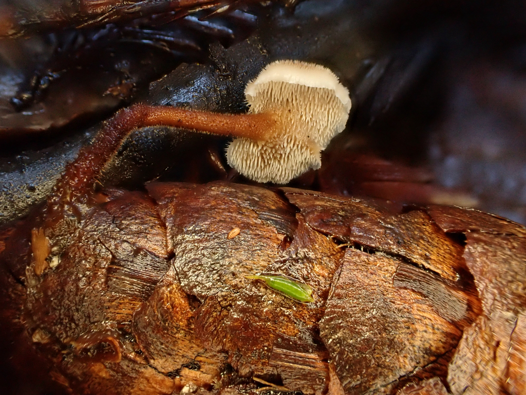 Auriscalpium vulgare · November 2025 · photo: © reago (iNaturalist, cc-by)