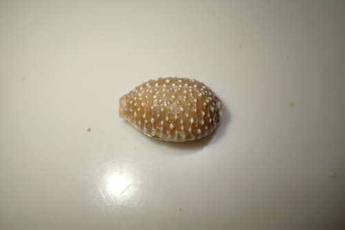 Cypraea nucleus observed 2025-12-10