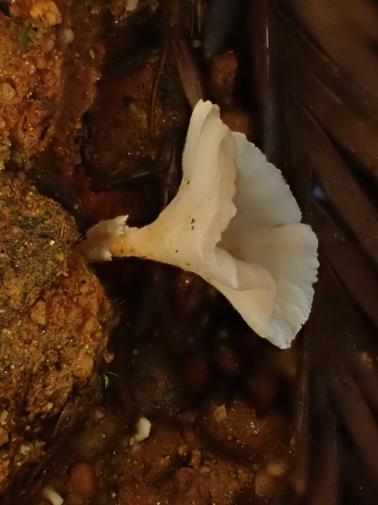 Neocotylidia diaphana · November 2025 · photo: © reago (iNaturalist, cc-by)