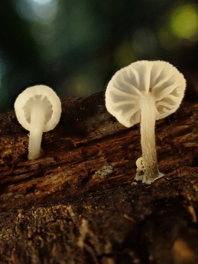 Marasmiellus candidus · November 2025 · photo: © reago (iNaturalist, cc-by)