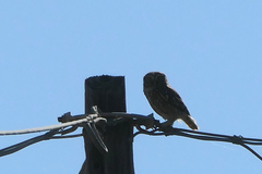 Athene noctua indigena