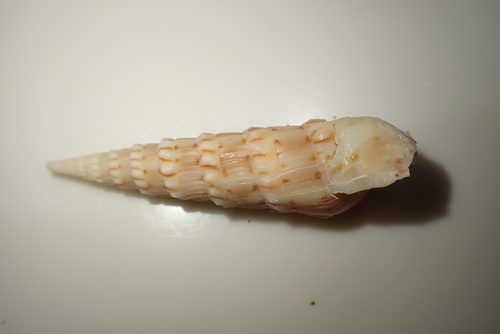 Oxymeris crenulata, 2025-12-10