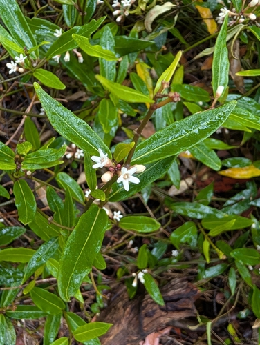 Leichhardtia suaveolens observed 2025-12-11