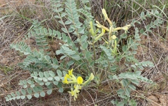 Astragalus longipetalus