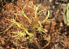 Pelargonium undulatum