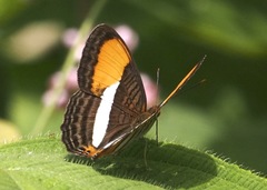 Adelpha cytherea