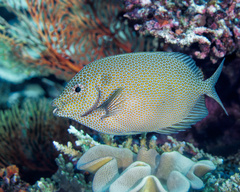 Gold-Spotted Rabbitfish photo 2