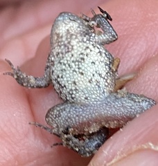 Crinia pseudinsignifera