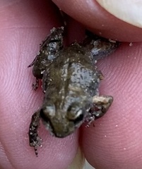 Crinia pseudinsignifera