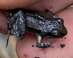 Crinia pseudinsignifera