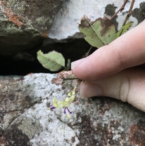 Lespedeza buergeri, photograph 3