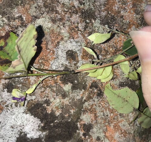 Lespedeza buergeri, photograph 4
