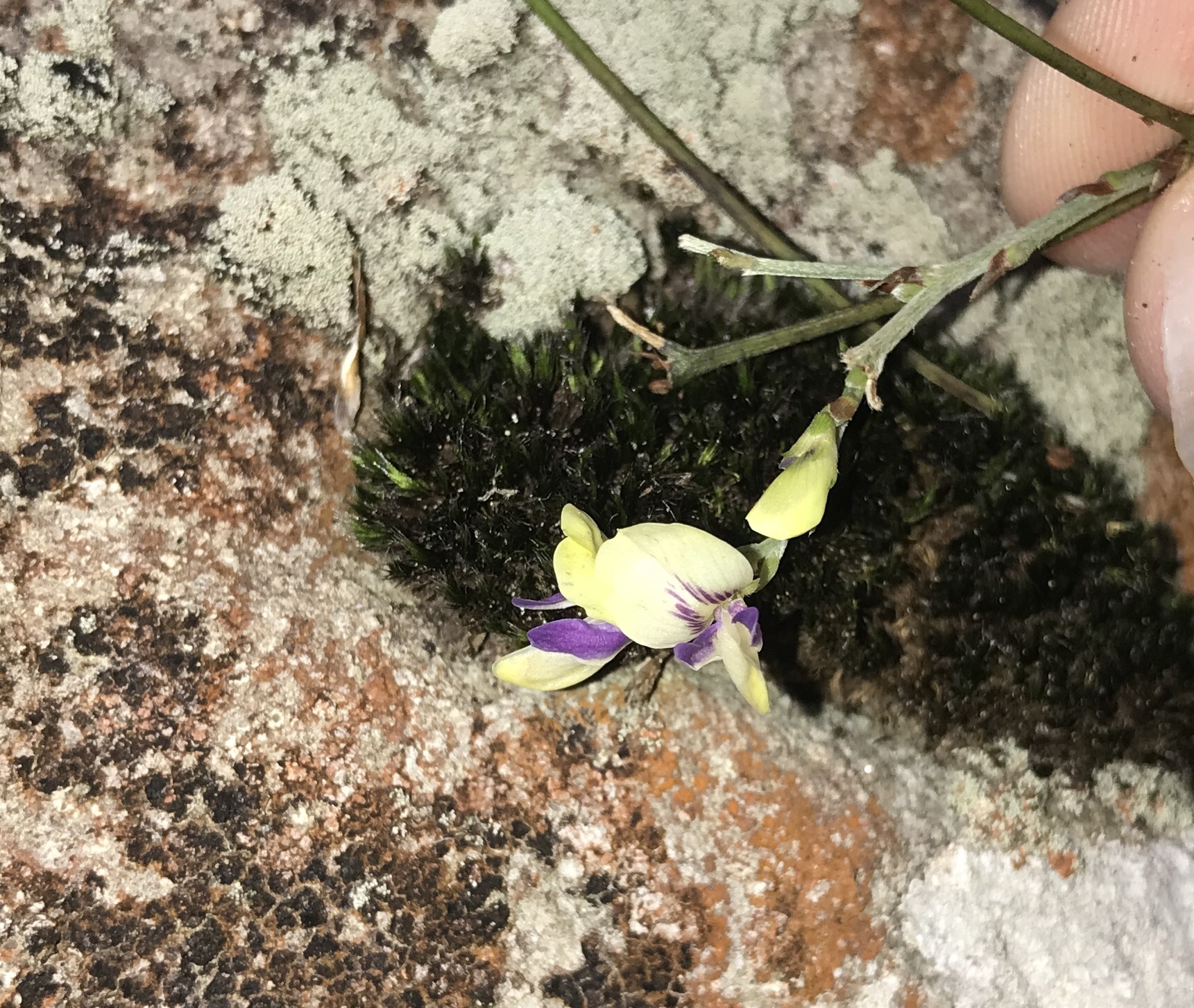 Lespedeza buergeri
