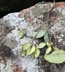 Lespedeza buergeri, photograph author not stated, no rights reserved